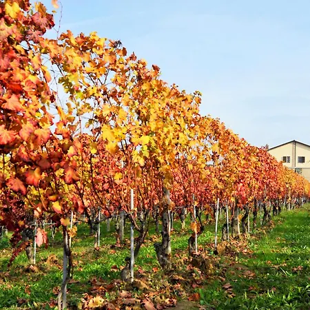 Amalia Cascina in Langa-2